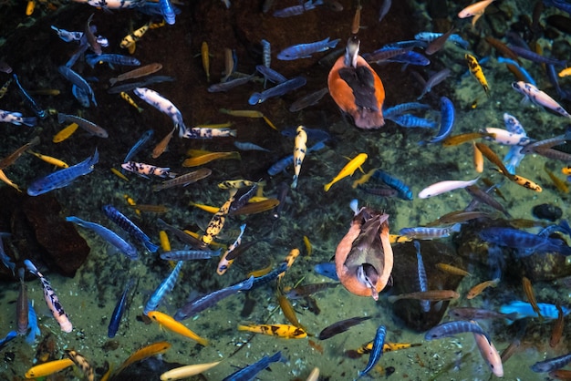 Foto vista de ángulo alto de las carpas koi nadando en el estanque.