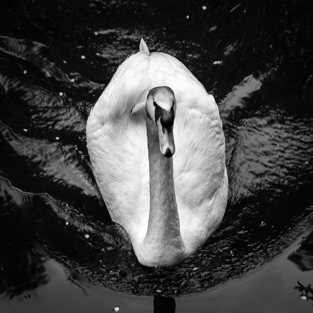 Vista de ángulo alto del cisne nadando en el lago