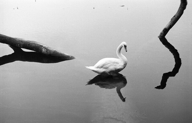 Foto vista de ángulo alto del cisne nadando en el lago