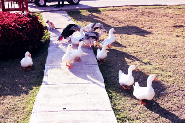 Foto vista de ángulo alto de los cisnes en el campo