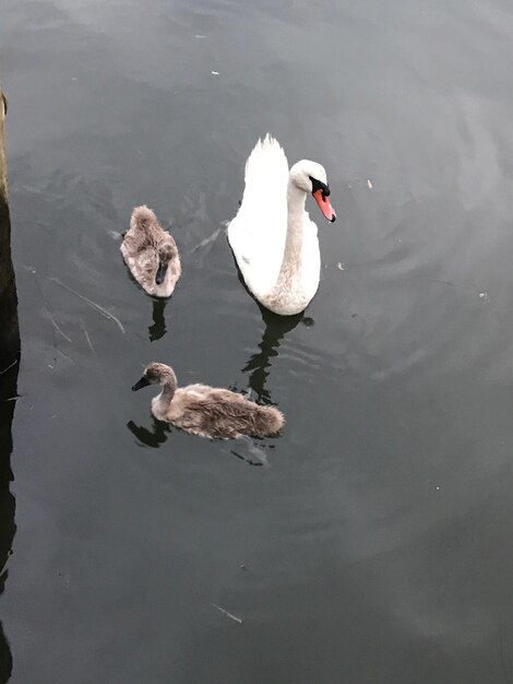 Foto vista de ángulo alto de cisnes nadando en el lago