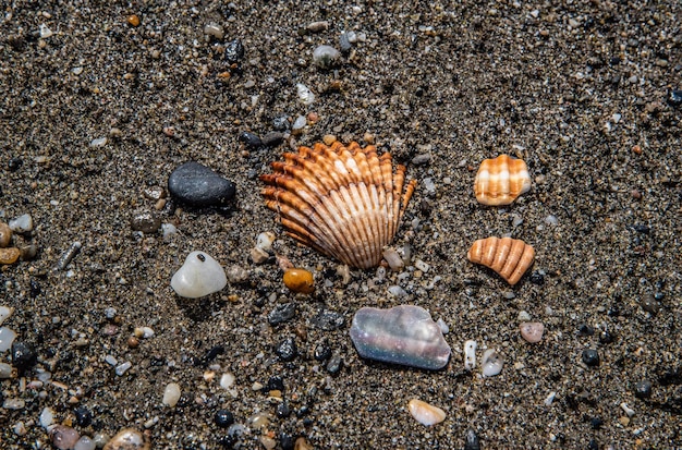 Foto vista en ángulo alto de una concha de mar en la playa