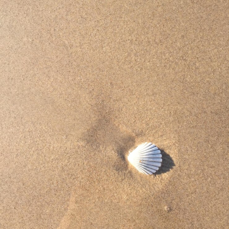 Foto vista de ángulo alto de una concha en la playa