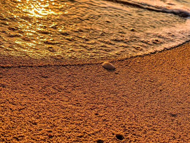 Foto vista de ángulo alto de conchas en la arena en la playa