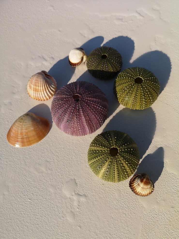 Foto vista de ángulo alto de conchas marinas en la mesa contra la pared