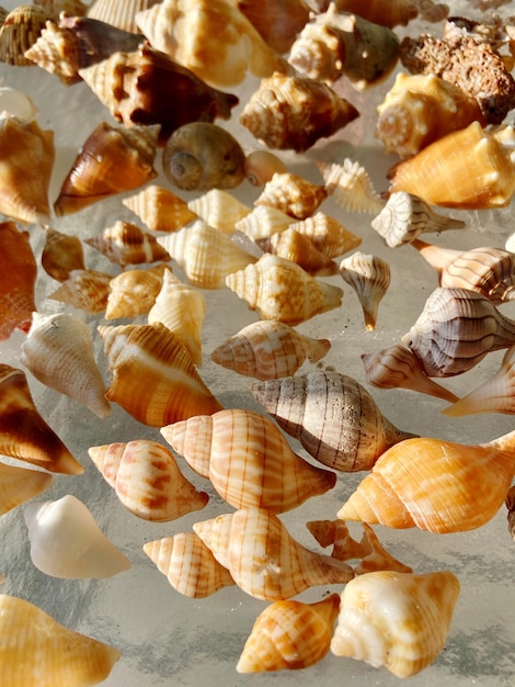 Foto vista de ángulo alto de las conchas en la mesa