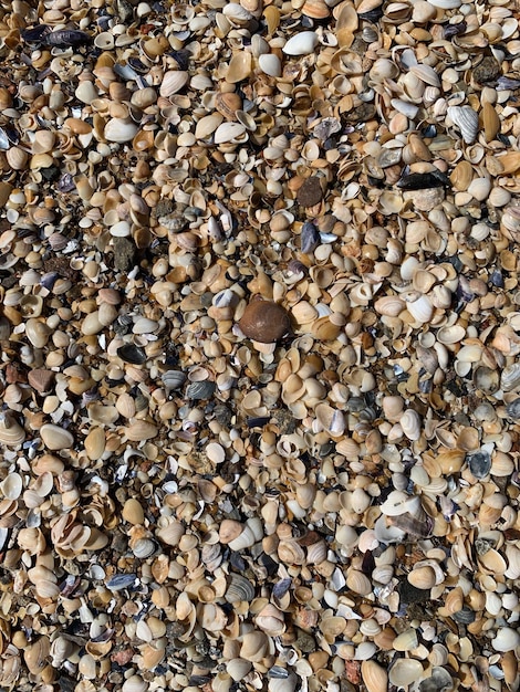 Foto vista de ángulo alto de conchas en piedras