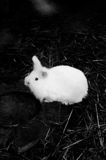 Foto vista de ángulo alto de un conejo en la hierba