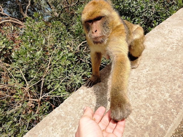 Foto vista en ángulo alto de un conejo con la mano