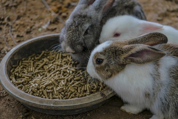 Foto vista de ángulo alto de conejos alimentándose desde el cuenco en el campo