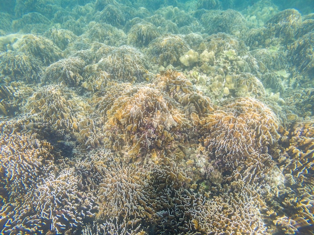 Vista de ángulo alto del coral en el mar