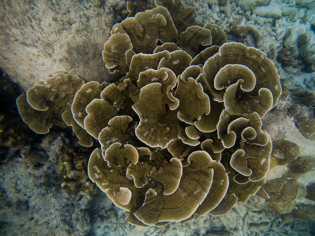 Foto vista de ángulo alto del coral en el mar