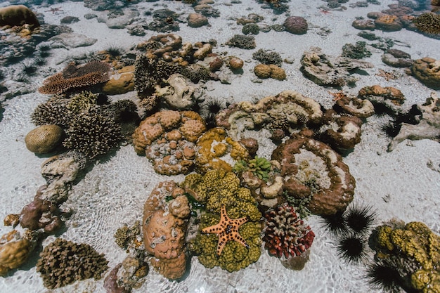 Vista de ángulo alto del coral en la roca en el mar