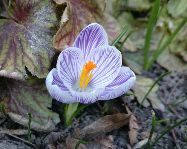 Foto vista de ángulo alto del crocus floreciendo en el campo