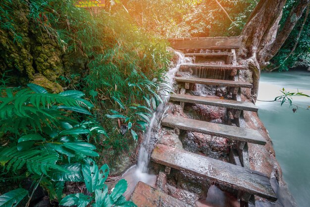 Foto vista de ángulo alto de las escaleras en medio de los árboles en el bosque