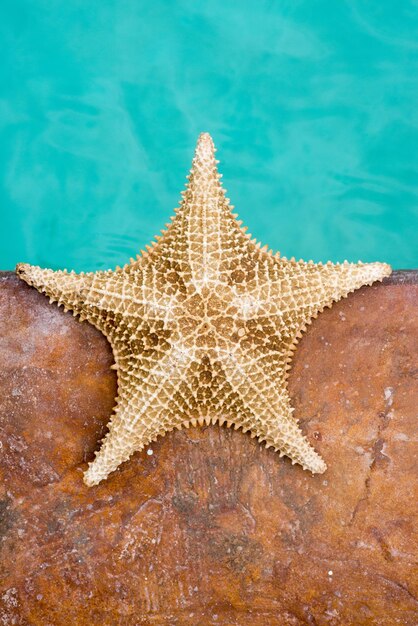 Foto vista en ángulo alto de las estrellas de mar en la piscina