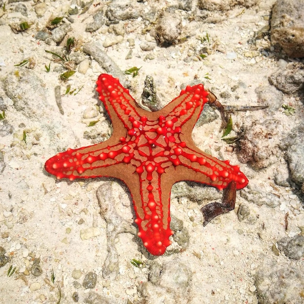 Foto vista en ángulo alto de las estrellas de mar en la playa
