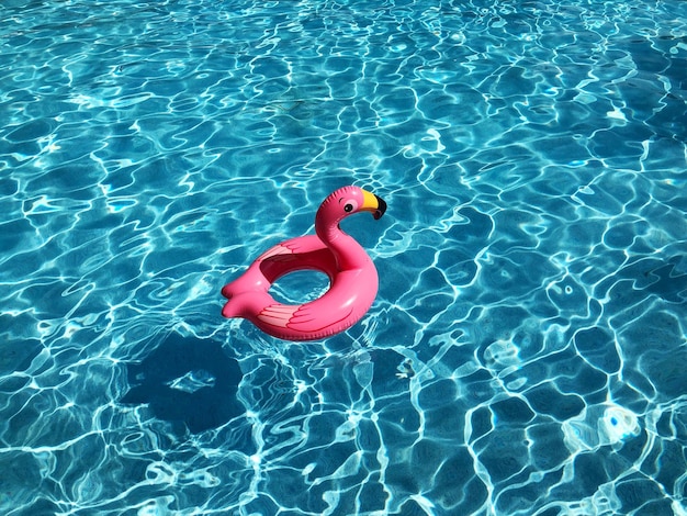 Vista en ángulo alto de un flamenco rosado flotando en una piscina