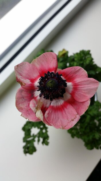 Foto vista de ángulo alto de la flor en el alféizar de la ventana en casa