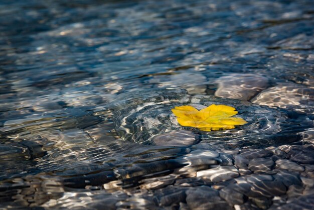 Foto vista de ángulo alto de la flor amarilla en el agua