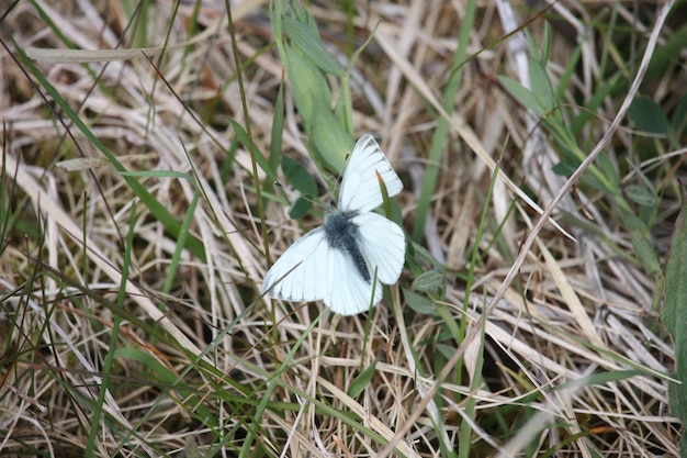 Foto vista de ángulo alto de la flor blanca floreciendo al aire libre