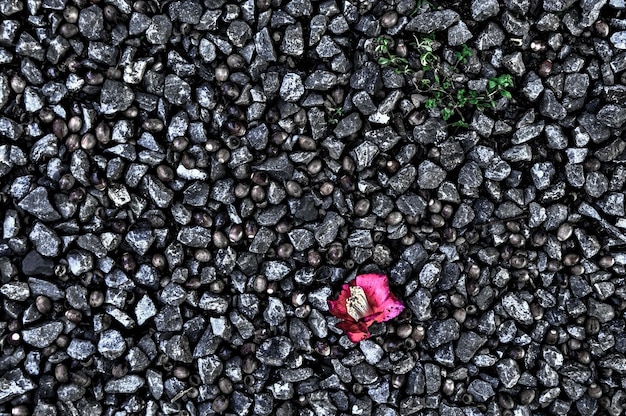 Foto vista de ángulo alto de la flor en las piedras en el campo