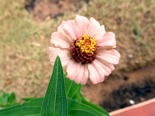 Foto vista en ángulo alto de la flor en la planta