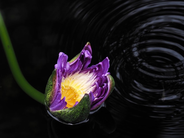 Foto vista de ángulo alto de la flor púrpura flotando en el agua