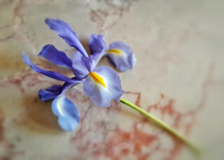 Foto vista de ángulo alto de la flor púrpura en el suelo