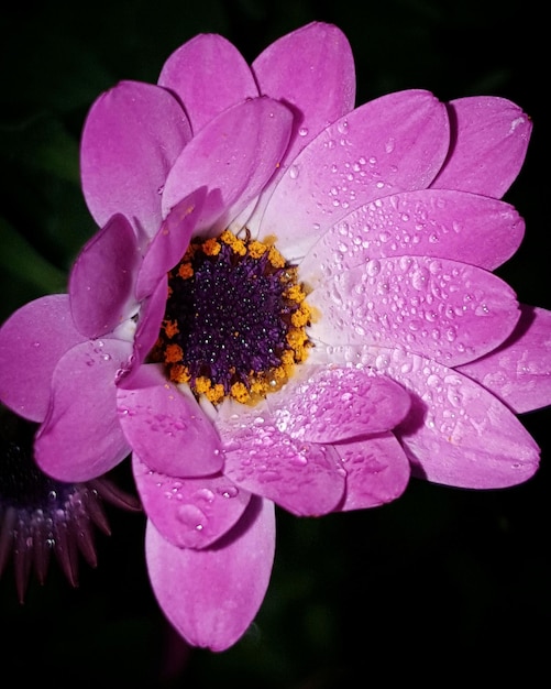 Foto vista de ángulo alto de la flor rosa húmeda durante la temporada de lluvias