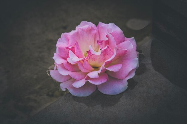 Vista de ángulo alto de la flor de la rosa rosa