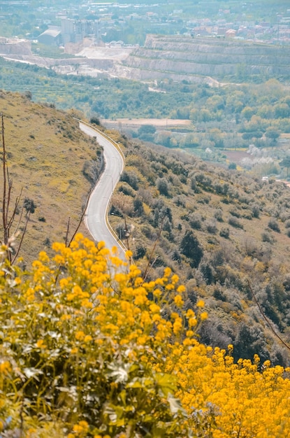 Vista de ángulo alto de las flores amarillas en el campo