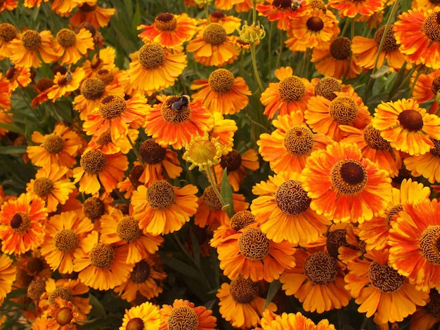 Foto vista de ángulo alto de las flores amarillas que florecen en el campo