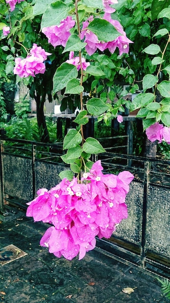 Foto vista de ángulo alto de las flores de bougainvillea húmedas que crecen sobre la calle