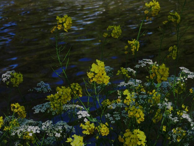 Foto vista en ángulo alto de las flores por el lago