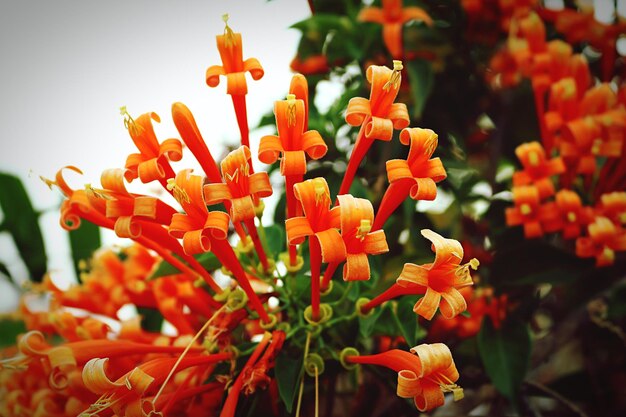 Vista de ángulo alto de las flores de naranja que florecen en el parque