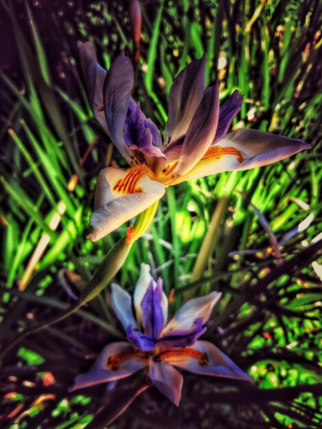 Foto vista de ángulo alto de las flores que crecen en el campo