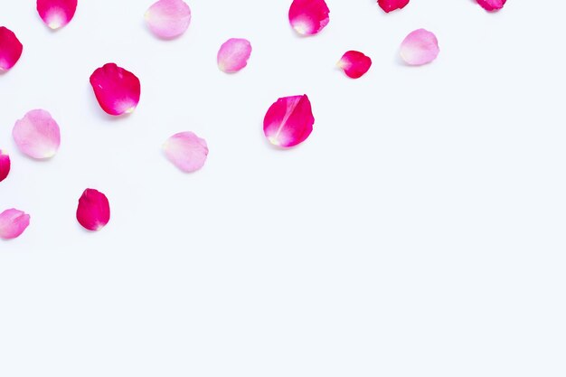 Vista de ángulo alto de flores rosadas contra un fondo blanco