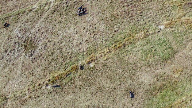 Vista de ángulo alto, fotografía aérea, una manada de búfalos comiendo comida en pastizales áridos