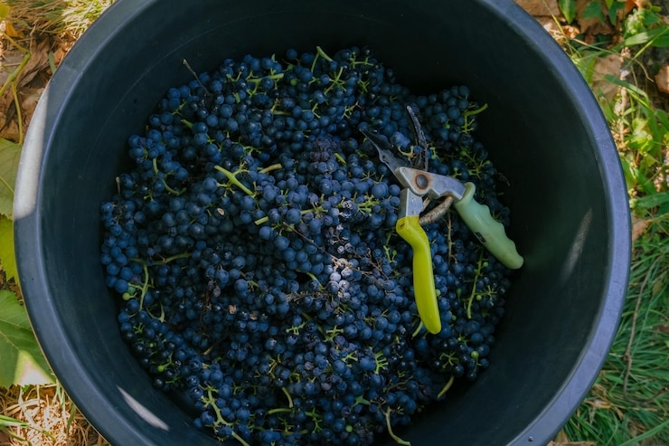 Foto vista de ángulo alto de las frutas en el recipiente