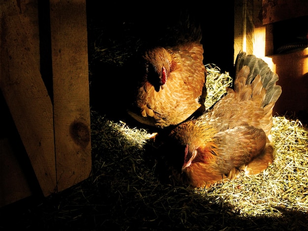 Foto vista de ángulo alto de las gallinas en el granero