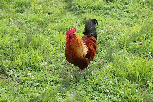 Vista de ángulo alto del gallo en un campo de hierba