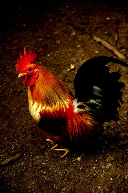 Foto vista de ángulo alto del gallo en el campo