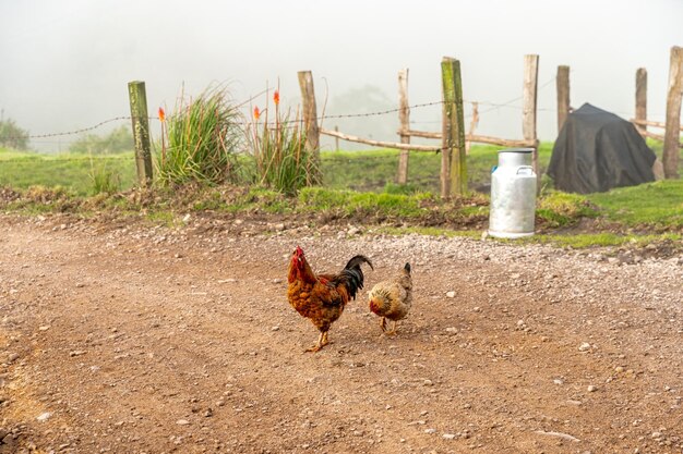 Vista de ángulo alto del gallo en el campo