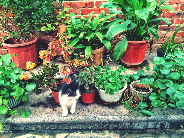 Vista de ángulo alto del gatito por la planta en maceta en el patio trasero