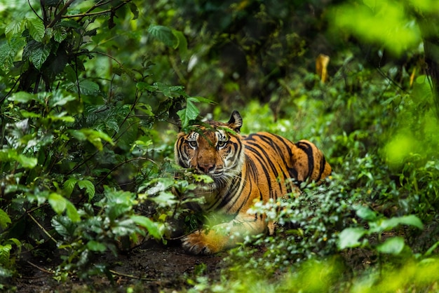 Foto vista de ángulo alto de un gato en un bosque