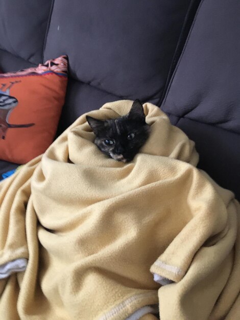 Foto vista de ángulo alto del gato descansando en la cama