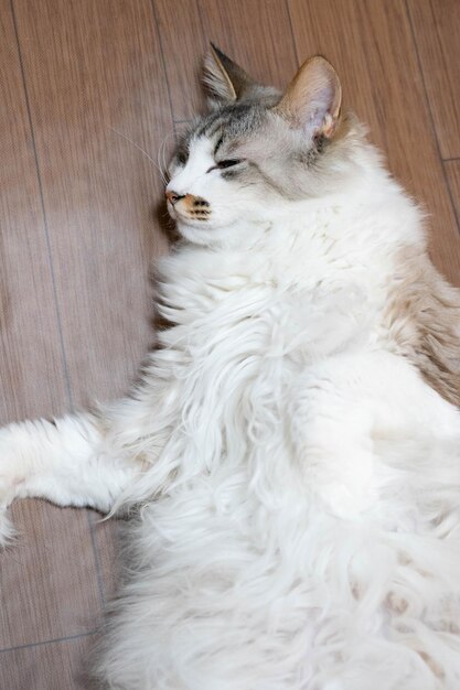 Foto vista de ángulo alto del gato descansando en el suelo