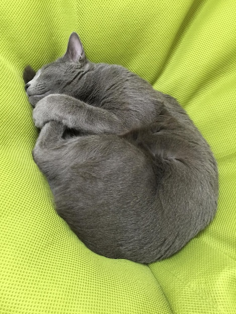 Vista de ángulo alto de un gato gris durmiendo en una cama de mascota verde