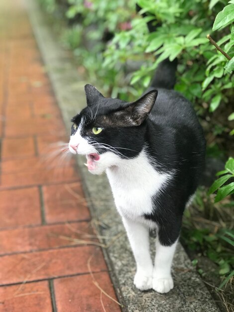 Foto vista de ángulo alto del gato mirando hacia otro lado